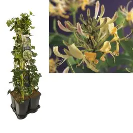 Bestseller - 1 meter privacy met Lonicera Periclymenum
