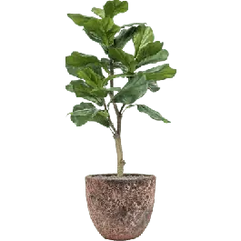 Ficus lyrata in Vulcana Couple Roze - kunstplant - Direct van de fabrikant