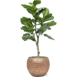 Speciale deal | Ficus lyrata in Opus Hammered Globe Goud - kunstplant
