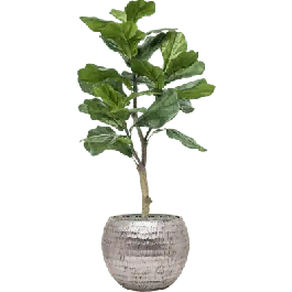 Scherpe prijs | Ficus lyrata in Opus Hammered Globe Zilver - kunstplant