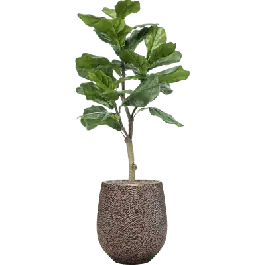 Hoge kwaliteit | Ficus lyrata in Opus Darcy Goud - kunstplant