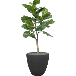 Ficus lyrata in Polystone Couple Zwart - kunstplant | Actie
