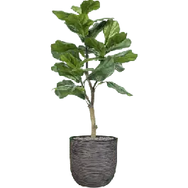 Uitverkoop - Ficus lyrata in Capi Nature Rib Egg Antraciet - kunstplant