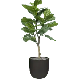 Superprijs - Ficus lyrata in Capi Urban Smooth Egg Zwart - kunstplant