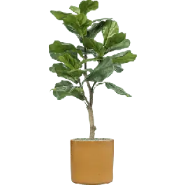 Direct van de fabrikant - Ficus lyrata in Cylinder Ceramic Honey - kunstplant