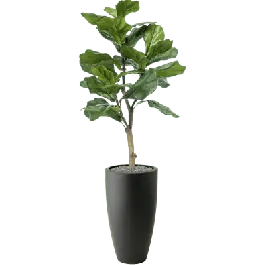 Ficus lyrata in Elho Pure Soft Rond Hoog Antraciet - kunstplant - Voordelig