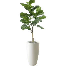 Ficus lyrata in Elho Pure Soft Rond Hoog Wit - kunstplant - Expreslevering