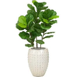 Fiddle Tree in Laos Emperor Wit - kunstplant - Topprijs