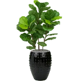 Bestel nu - Fiddle Tree in Laos Emperor Zwart - kunstplant