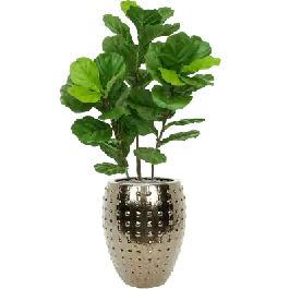 Fiddle Tree in Laos Emperor Goud - kunstplant | Klantfavoriet