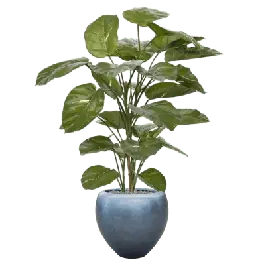 Profiteer nu | Scindapsus Aureum in Metallic Couple Ice Blue - kunstplant