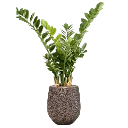 Koopje | Zamioculcas in Opus Darcy Goud - kunstplant