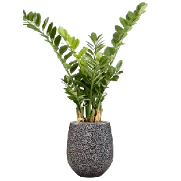 Snelle verzending | Zamioculcas in Opus Darcy Zilver - kunstplant