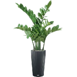 Zamioculcas in Cilindro Antraciet - kunstplant - Nieuw