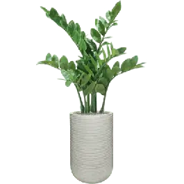 Zamioculcas in Ribbed Cody High Cement - kunstplant | Outlet