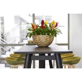 Caraïben Bowl - Nieuw binnengekomen