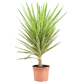 Beste prijs | Yucca elephantipes Jewel
