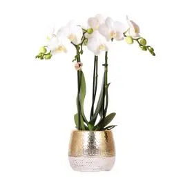 Beperkte voorraad - Orchidee in Hammered goud