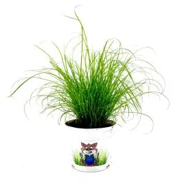 Voeg toe aan winkelwagen | Cyperus Zuluma