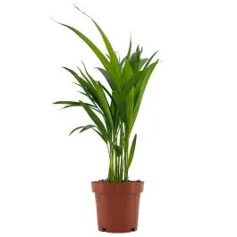 Areca Lutescens XXS - Korting