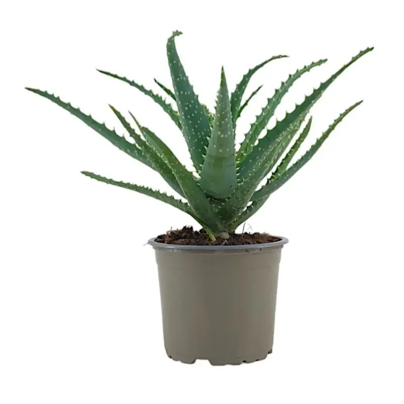 Aloë arborescens - Nieuw in het assortiment