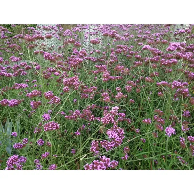 Verbena bonariensis - Speciale aanbieding