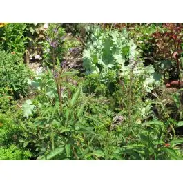 Verbena hastata - Hoog gewaardeerd