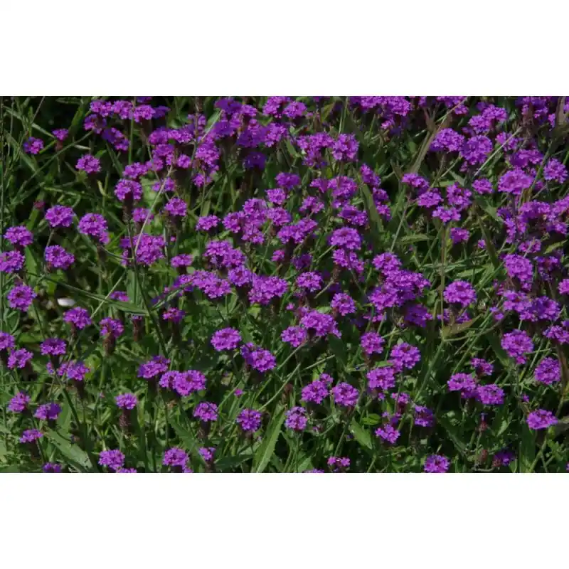 Erg populair | Verbena rigida