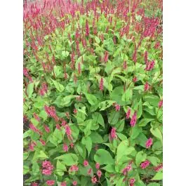 Persicaria amplexicaulis - Nieuw