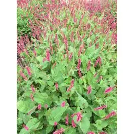 Persicaria J.S. Caliente | Superprijs