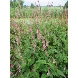 Verlaagde prijs - Persicaria Rosea