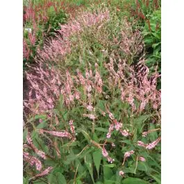 Persicaria Pink Elephant | Vanaf nu beschikbaar