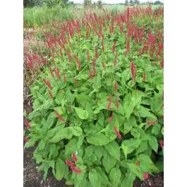 Persicaria Taurus | Trending