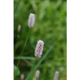 Shop nu - Persicaria bistorta