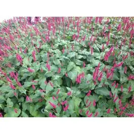 Zeer goed beoordeeld | Persicaria Lisan