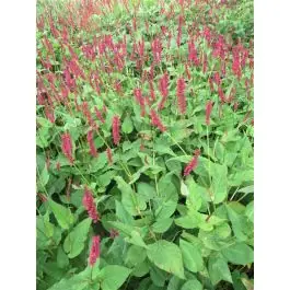 Net binnen - Persicaria Blackfield