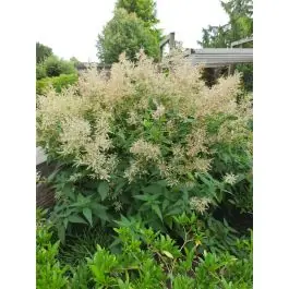 Nu beschikbaar | Persicaria polymorpha