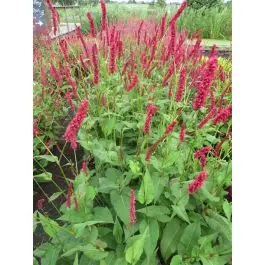 Aanbieding | Persicaria Fat Domino