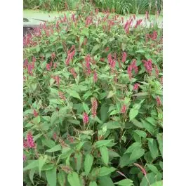 Persicaria Inverleith - Veel voordeel