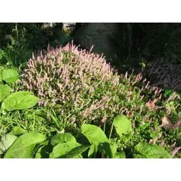 Persicaria vacciniifolia - Zolang de voorraad strekt