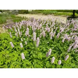 Spoedlevering | Persicaria bistorta Superba