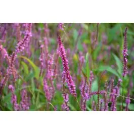Dagdeal - Persicaria Rowden Gem