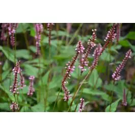 Koopje - Persicaria Early Pink Lady