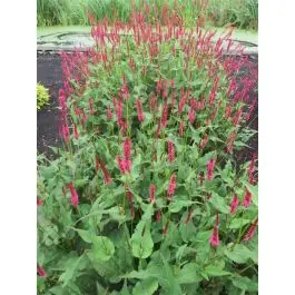 Persicaria J.S. Delgado - Aanrader