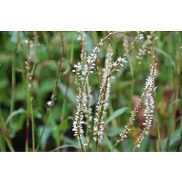 Persicaria White Eastfield - Direct kopen