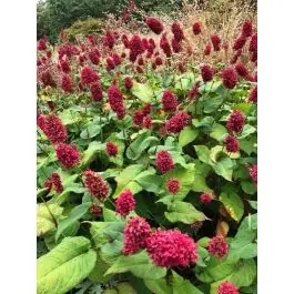 Persicaria Dikke Floskes | Populair bij klanten