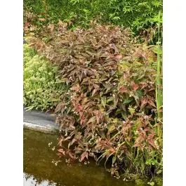 Slechts tijdelijk | Persicaria Red Dragon