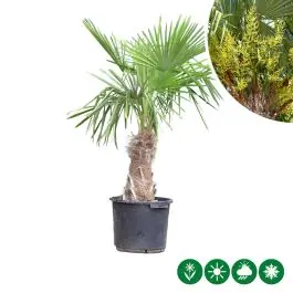 Trachycarpus fortunei - Expreslevering
