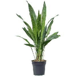 Veilig winkelen | Aspidistra Milky Way