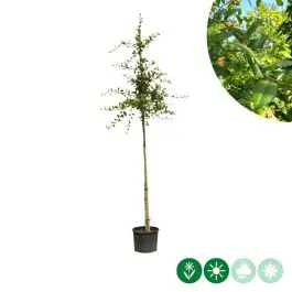 Mespilus germanica | Actieprijs